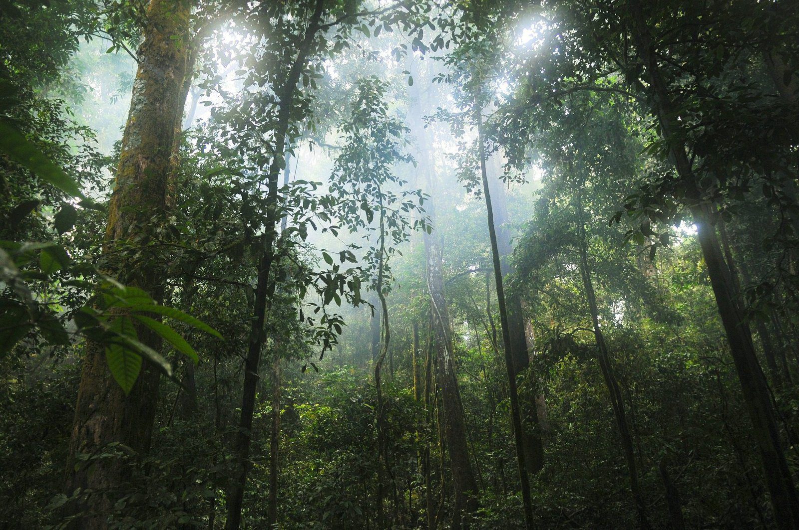 jungle-601542_1920